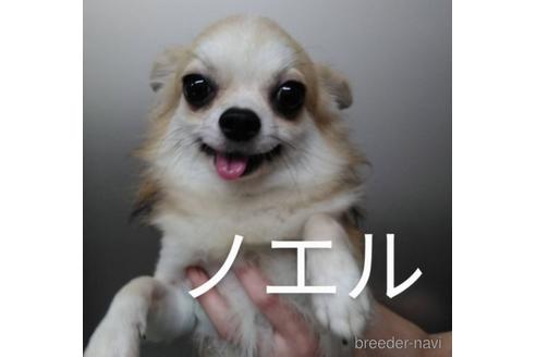 販売中のチワワ(ロングコート)の親犬
